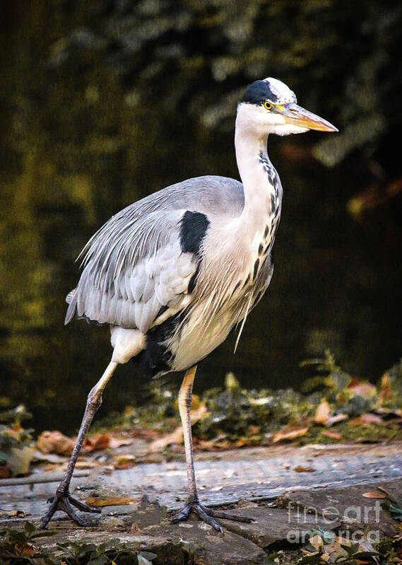 Heron Art Print featuring the photograph St James Park Heron by Veronica Batterson