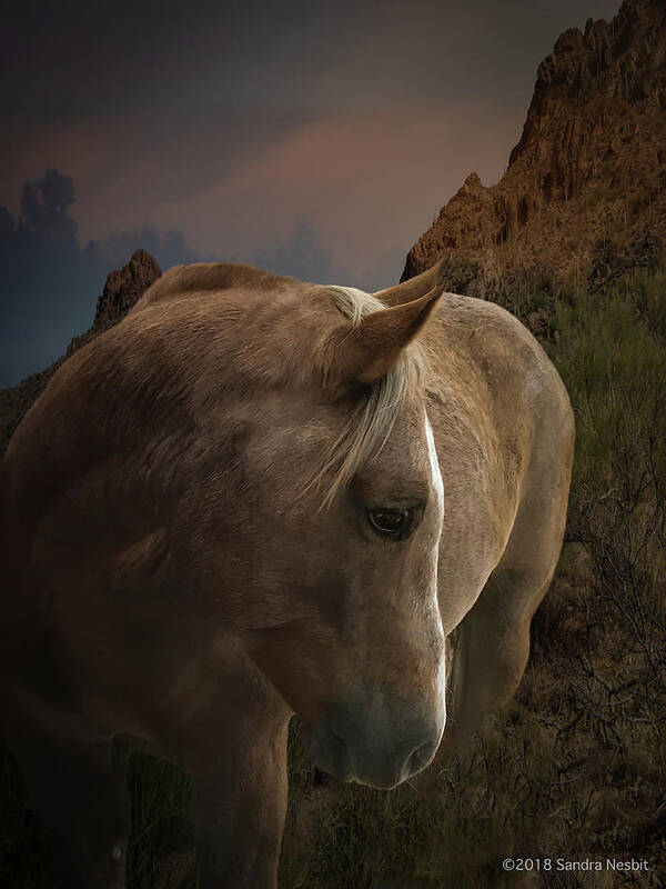 Horse Art Print featuring the photograph Stardust by Sandra Nesbit