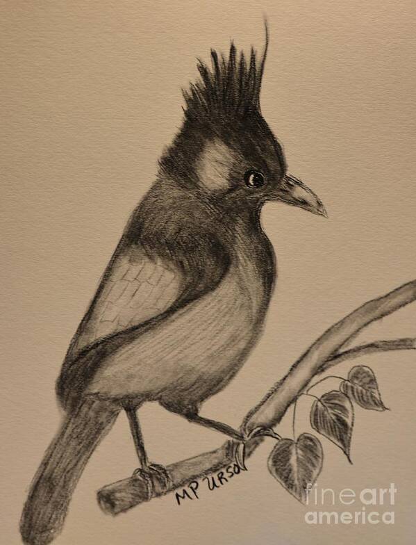 Stellar's Jay - Charcoal Art Print featuring the drawing Stellar's Jay - Charcoal by Maria Urso