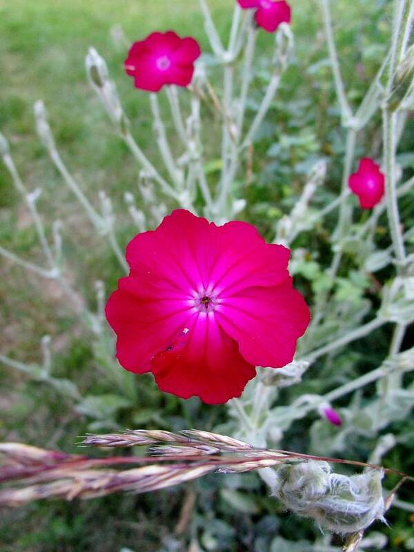 Beauty Art Print featuring the photograph Summer joy by Rosita Larsson