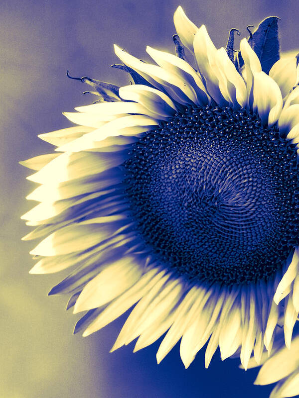 Sunflower Art Print featuring the photograph SUNFLOWER SUNRISE Palm Springs CA by William Dey