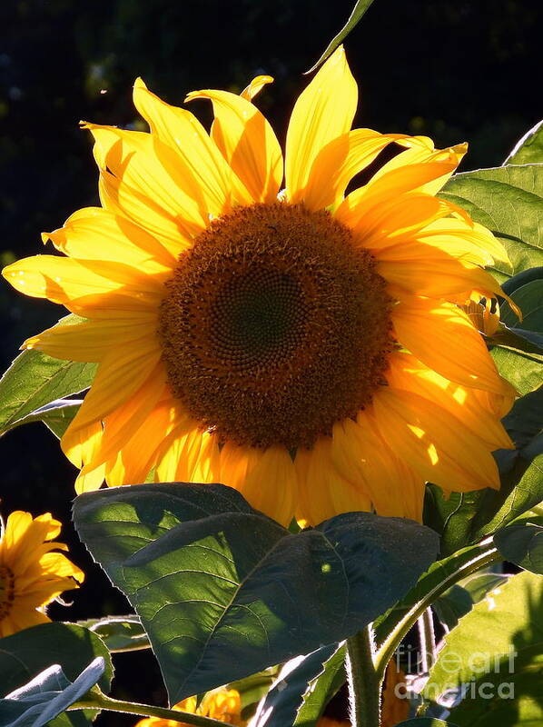 Sunflower Art Print featuring the photograph Sunflower - Golden Glory by Janine Riley