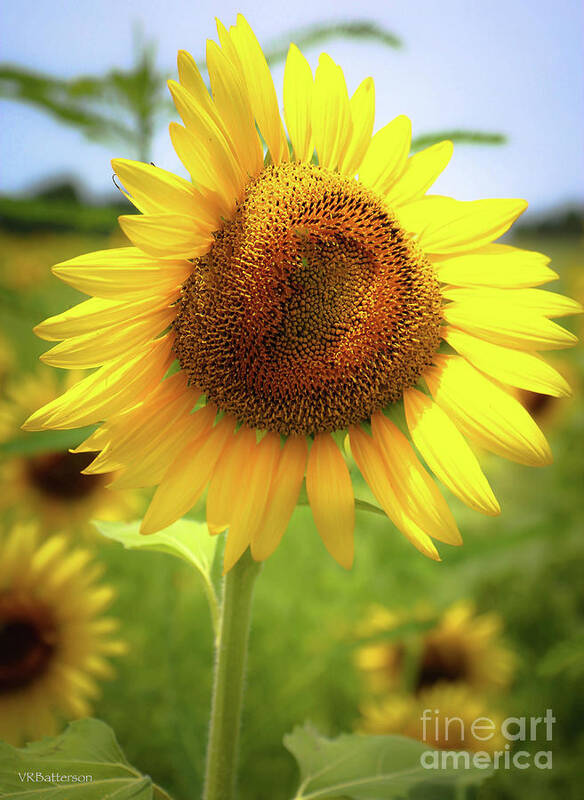 Sunflowers Art Print featuring the photograph Sunflowers in Memphis II by Veronica Batterson