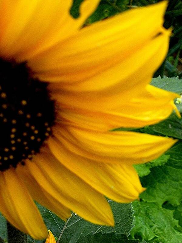 Sunflower Art Print featuring the photograph Sunny Side Up by Jeanette Oberholtzer