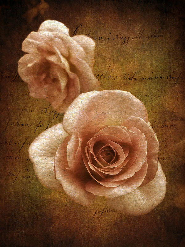 Flowers Art Print featuring the photograph Sunset Rose by Jessica Jenney