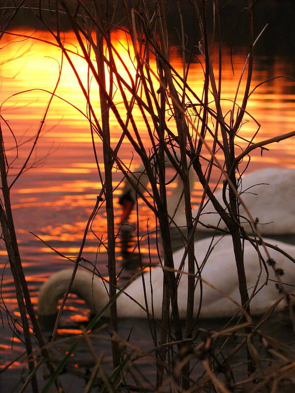 Swan Art Print featuring the photograph Swans 1 by Jeff Heimlich