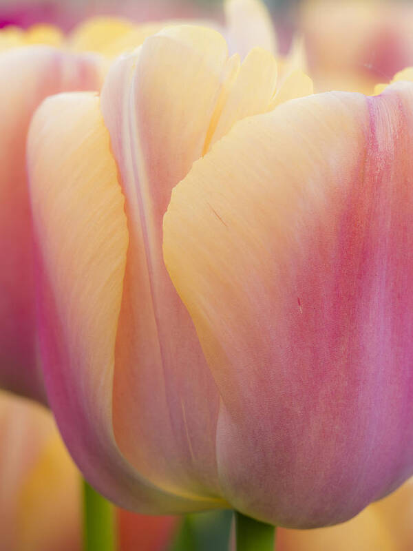 Beauty Art Print featuring the photograph Sweet Sherbet by Eggers Photography