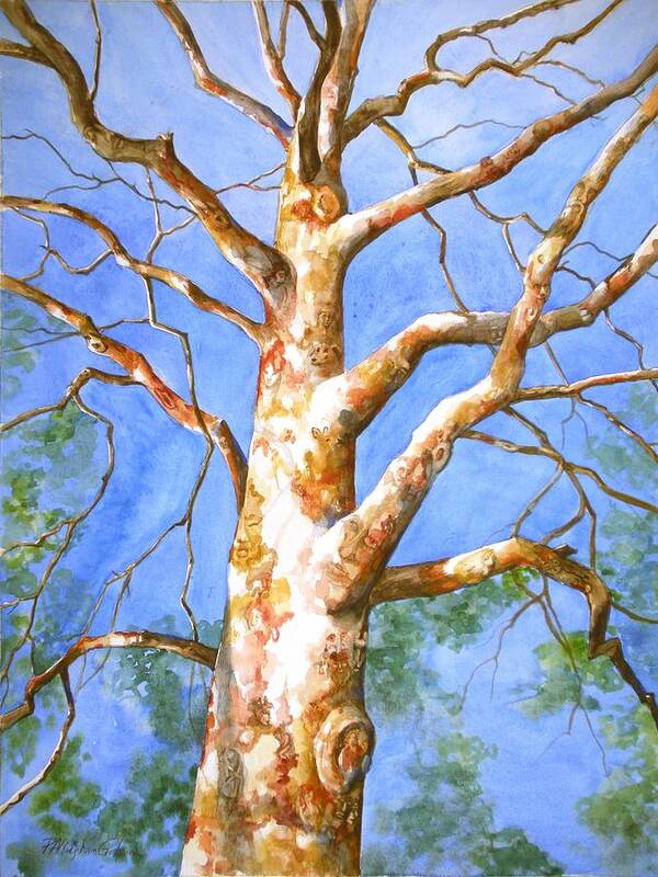 Art Art Print featuring the painting Sycamore Tree with a Memory by Patricia Allingham Carlson