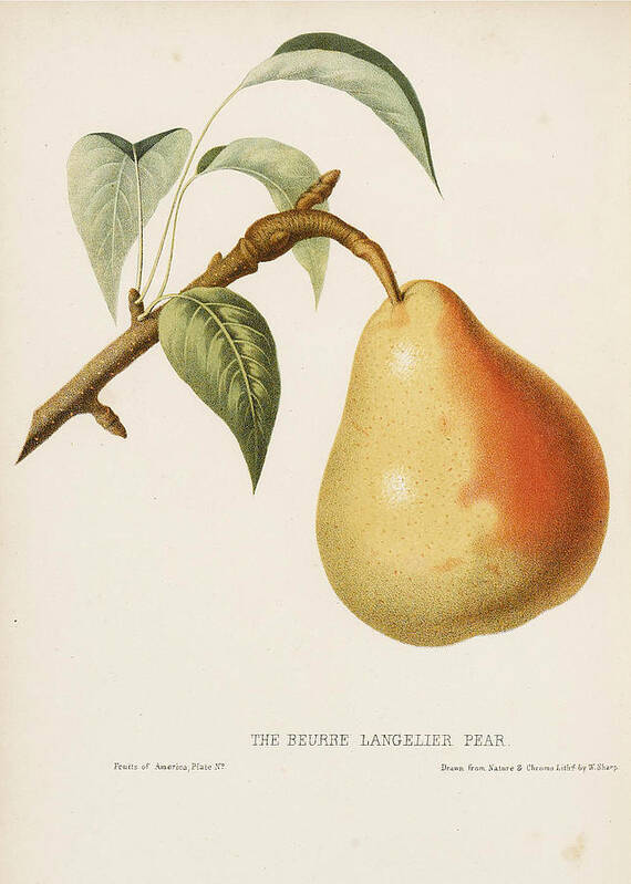 William Sharp Art Print featuring the drawing The Beurre Langelier Pear by William Sharp