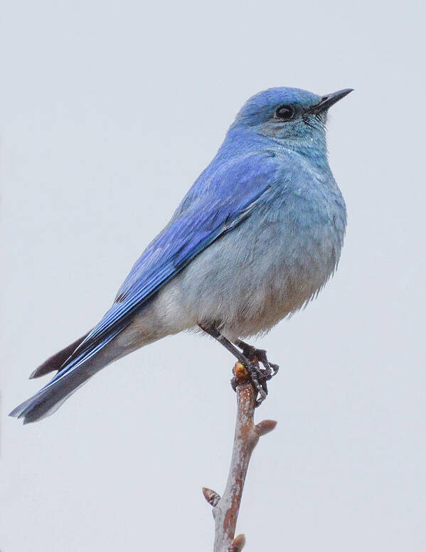 Ave Art Print featuring the photograph The Bluebird Of Happiness by Joy McAdams