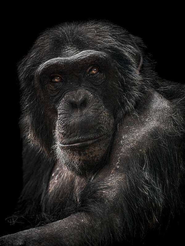 Chimpanzee Art Print featuring the photograph The Contender by Paul Neville