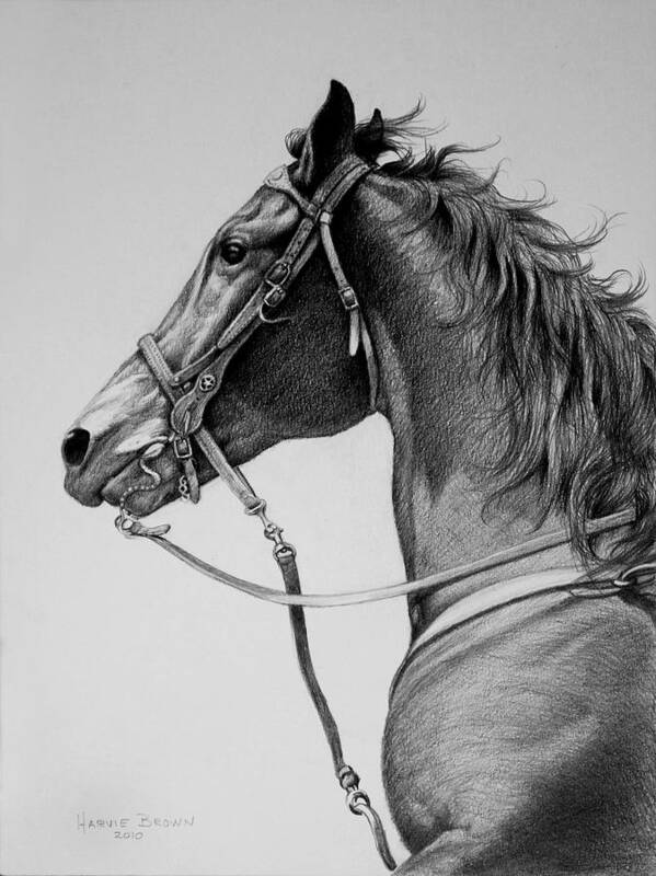 Horse Art Print featuring the drawing The Horse by Harvie Brown