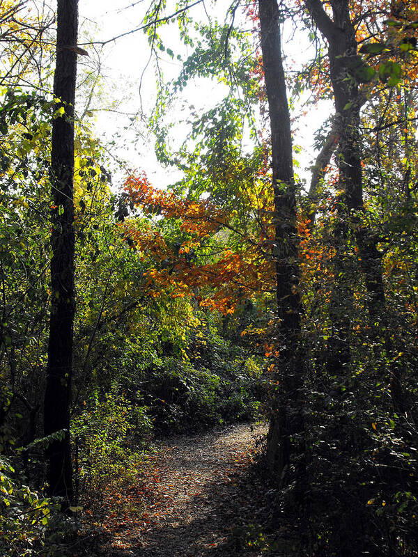 Tree Art Print featuring the photograph The Park by Eva Thomas