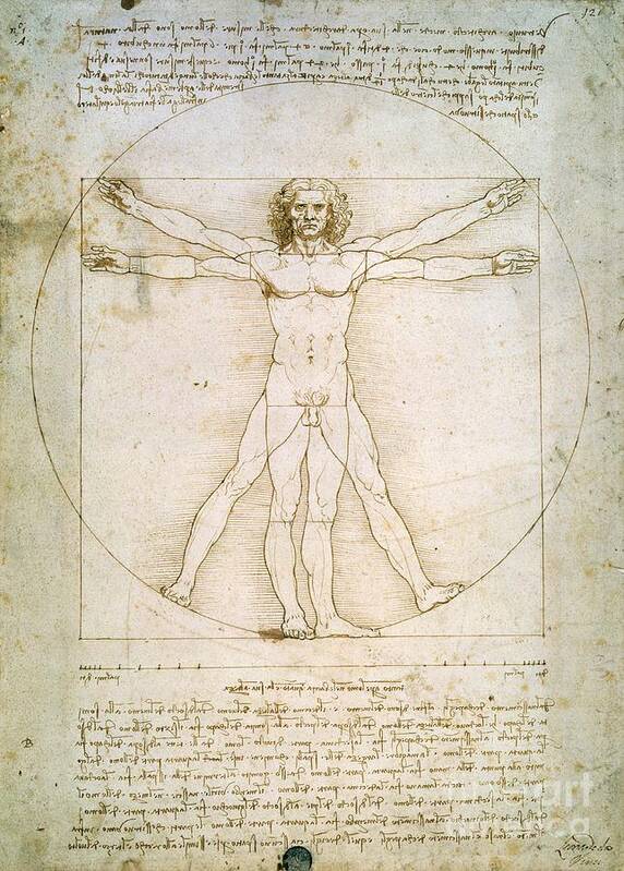 The Art Print featuring the painting The Proportions of the Human Figure by Leonardo Da Vinci
