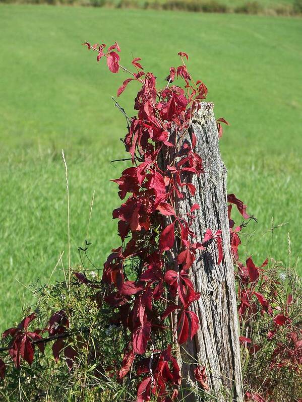 Vine Art Print featuring the photograph The Red Vine - Photograph by Jackie Mueller-Jones