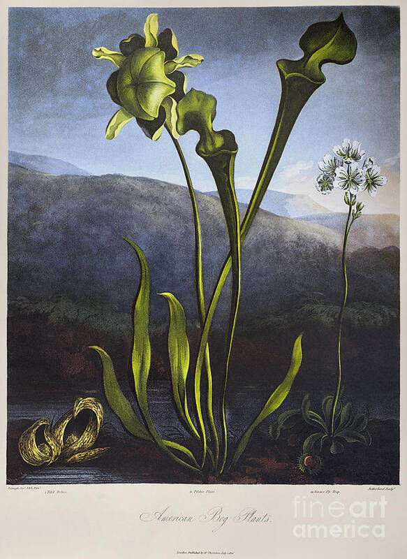 1806 Art Print featuring the photograph Thornton: Bog Plants by Granger
