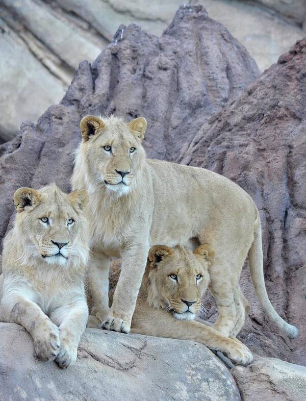 Lion Art Print featuring the photograph Three Lion Princes by Richard Bryce and Family