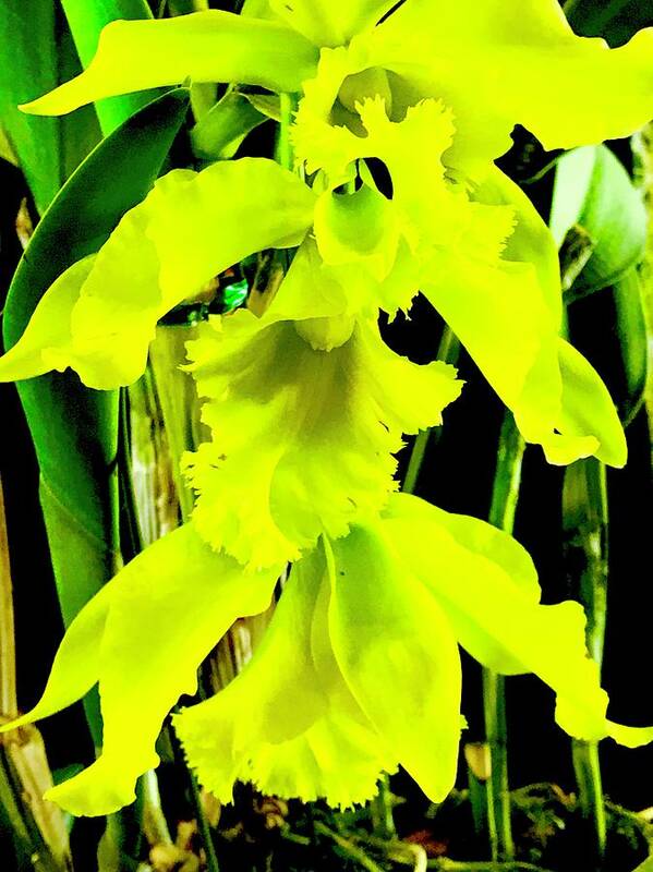 #three #orchids #yellow #flowersofaloha #flowerpower #flowers #aloha #2017 #hiloorchidshow Art Print featuring the photograph Three Orchids in Yellow by Joalene Young