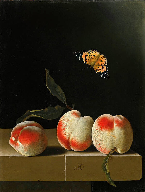 Adriaen Coorte Art Print featuring the painting Three peaches on a stone ledge with a Red Admiral Butterfly by Adriaen Coorte