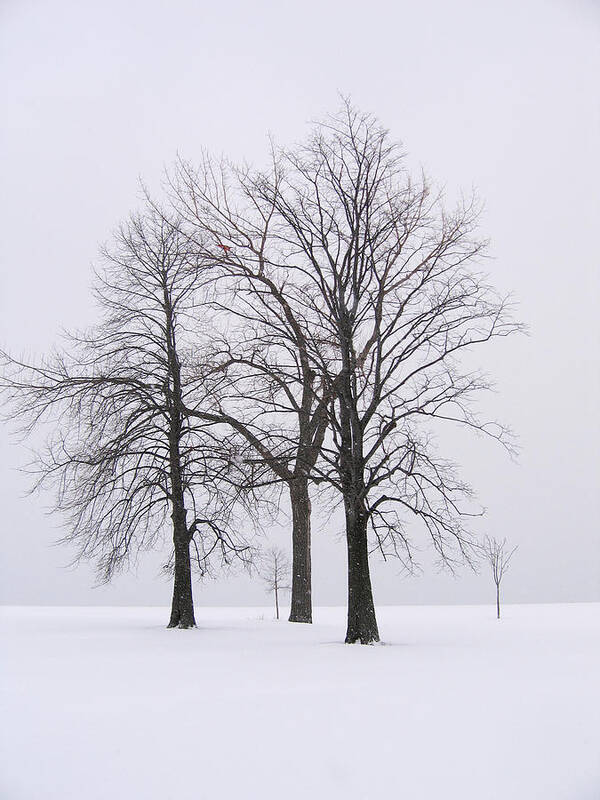 Trees Art Print featuring the photograph Three Trees by Laura Kinker