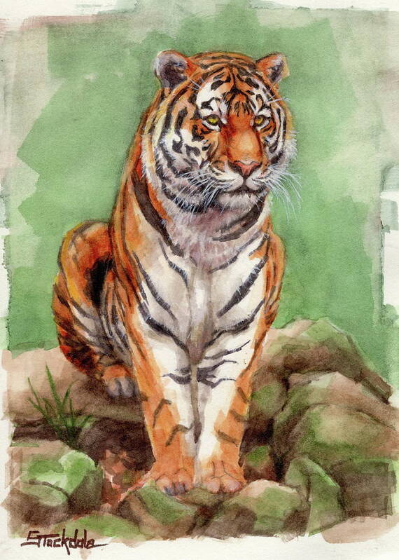 Tiger Art Print featuring the painting Tiger Watercolor Sketch by Margaret Stockdale