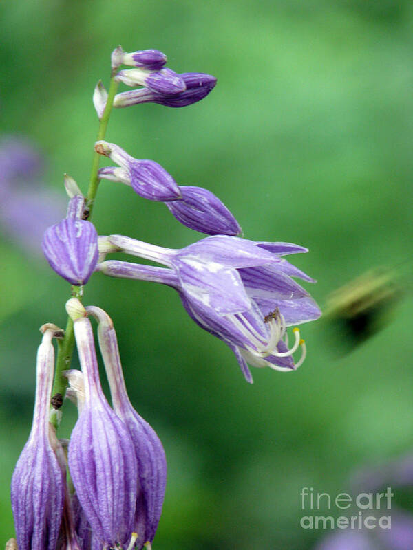 Bees Art Print featuring the photograph Too busy to notice by Amanda Barcon