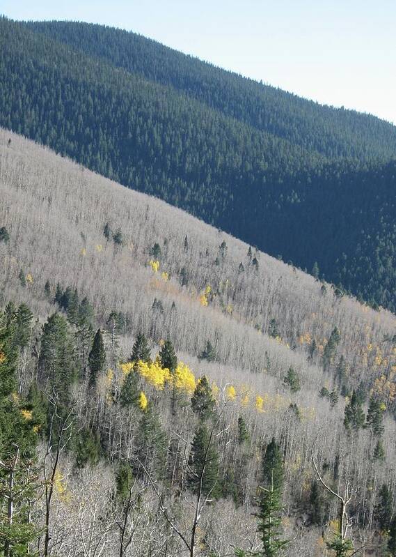 Aspen Art Print featuring the photograph Transitions by Judith Lauter