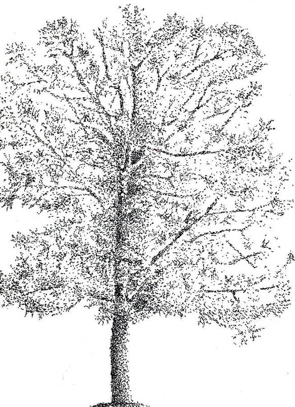 Tree Art Print featuring the drawing Tree by Kevin Callahan