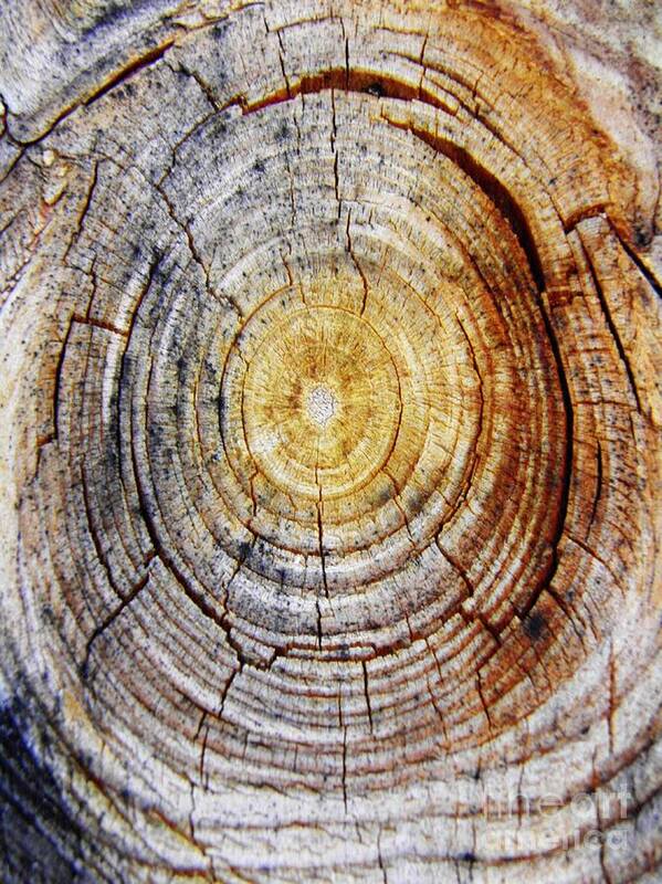Tree Art Print featuring the photograph Tree Ring Abstract 4 by Sarah Loft