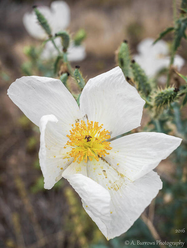 Argemone Albiflora Art Print featuring the photograph Triple Prickly Poppy by Aaron Burrows