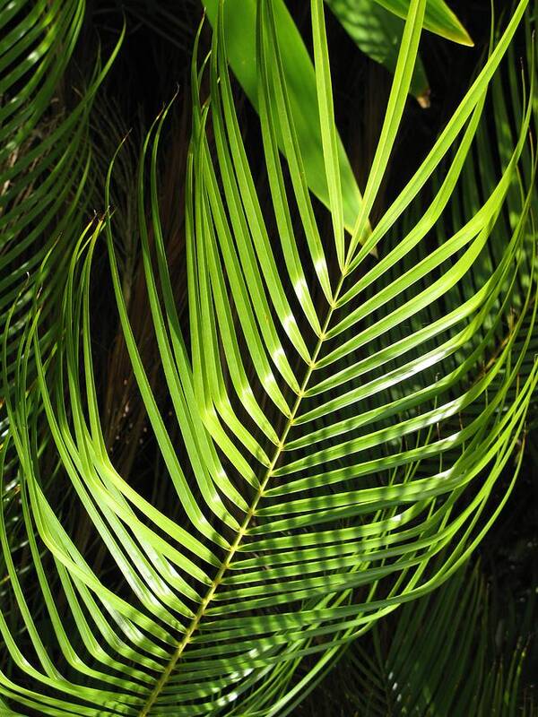 Palm Art Print featuring the photograph Tropical Palm by Carol Sweetwood