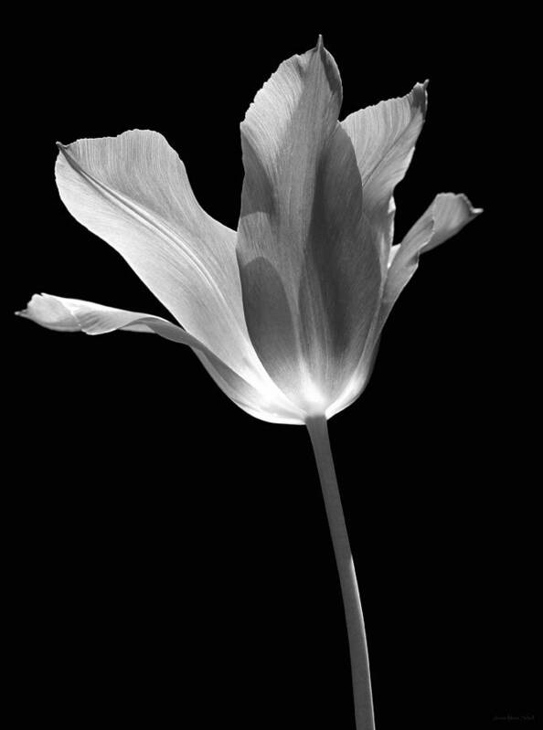 Tulip Art Print featuring the photograph Tulip Flower Opening Black and White by Jennie Marie Schell