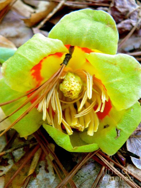 Tulip Poplar Art Print featuring the photograph Tulip Poplar Blossom by Jean Wright