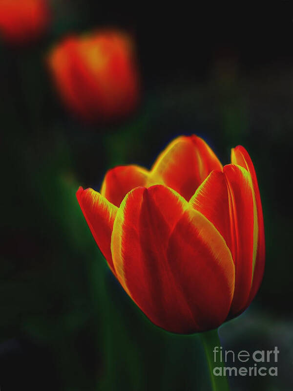 Top Artist Art Print featuring the photograph Tulips in Contrast by Norman Gabitzsch