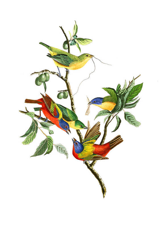 John James Audubon Art Print featuring the photograph Twin by Munir Alawi