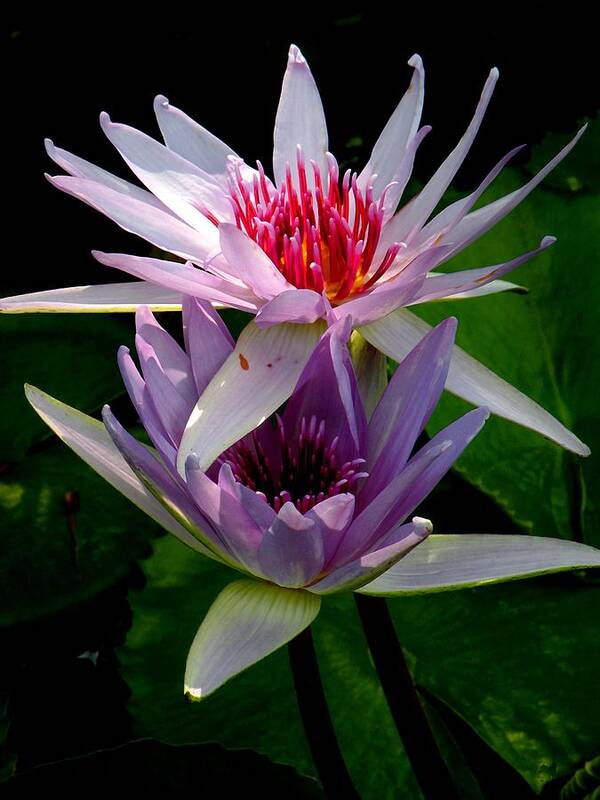 Water Lily Art Print featuring the photograph Two by Two by Rosalie Scanlon