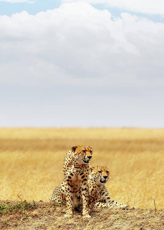 #faatoppicks Art Print featuring the photograph Two Cheetahs in Africa - Vertical with Copy Space by Good Focused
