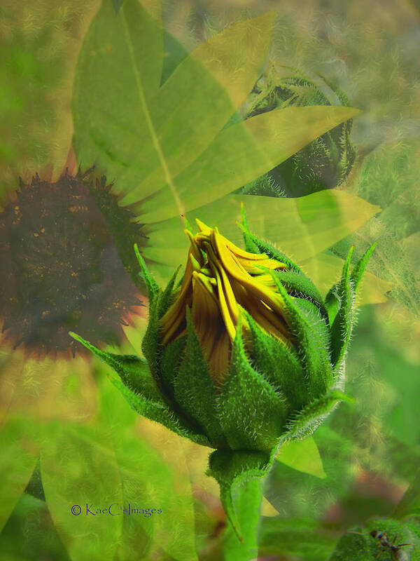 Sunflower Art Print featuring the digital art Unfolding Sunflower by Kae Cheatham