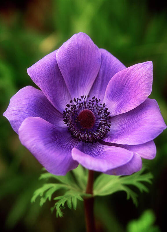 Flower Art Print featuring the photograph Violet Anemone by Jim Benest