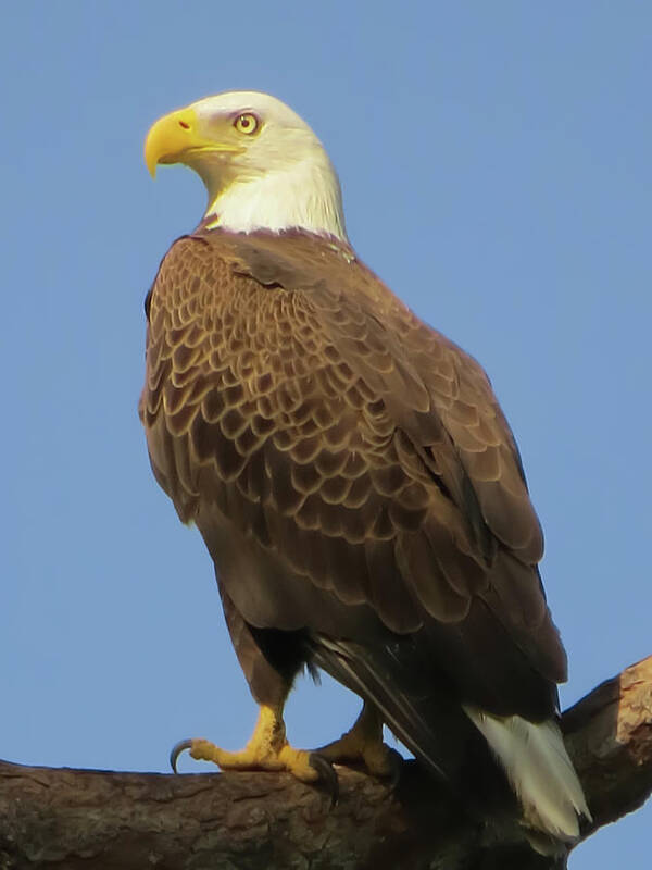 Bald Eagle Art Print featuring the photograph Waiting by Zina Stromberg