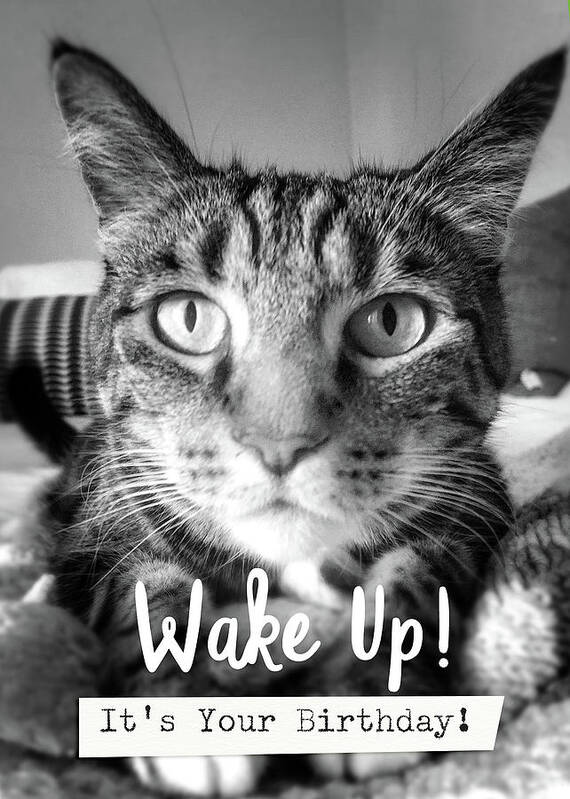 Cat Art Print featuring the photograph Wake Up It's Your Birthday Cat- Art by Linda Woods by Linda Woods