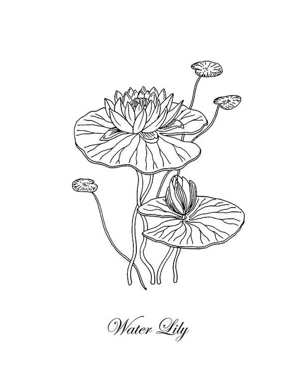 Water Lily Art Print featuring the drawing Water Lily Flower Botanical Drawing by Irina Sztukowski
