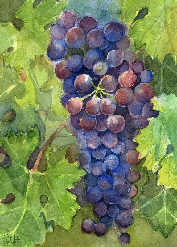 Grapes Art Print featuring the painting Watercolor Grapes Painting by Olga Shvartsur