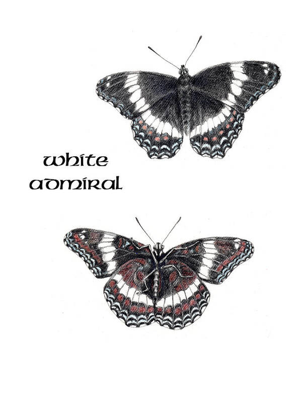 Butterfly Art Print featuring the drawing White Admiral Butterfly by Betsy Gray