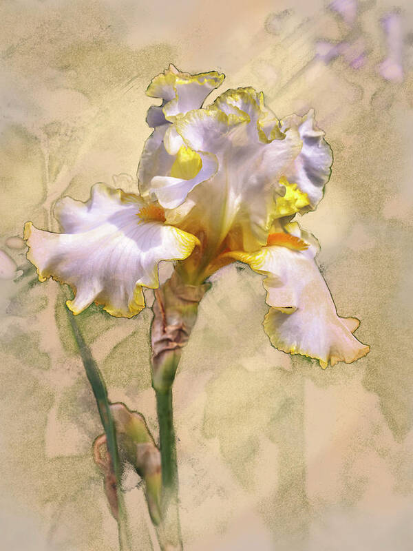 5dmkiv Art Print featuring the digital art White and Yellow Iris by Mark Mille