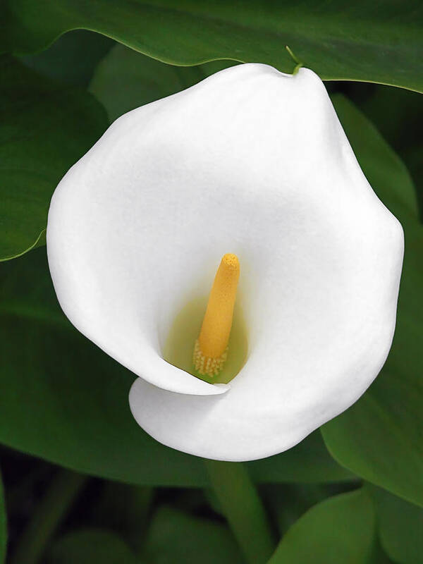 Flower Art Print featuring the photograph White Calla Lily by Alexandra Till