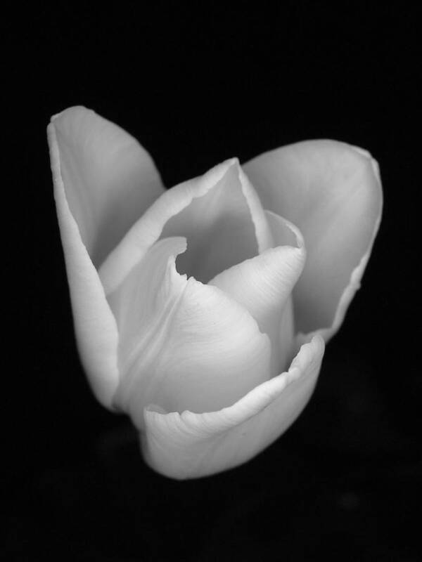 Flower Art Print featuring the photograph White Crown by Thomas Pipia