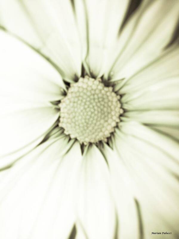 Daisy Art Print featuring the photograph White Daisy Beauty by Marian Lonzetta