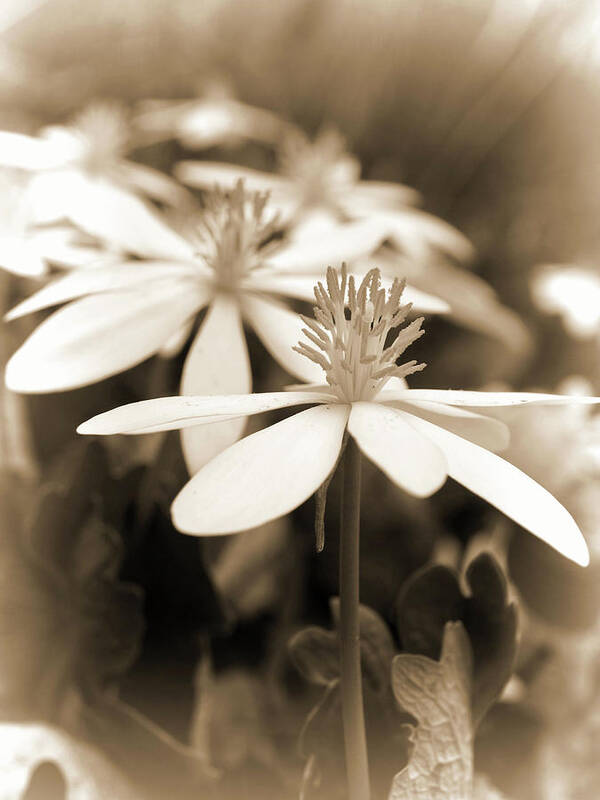 Wildflower...sepia Art Print featuring the photograph Wildflower...sepia by Tom Druin