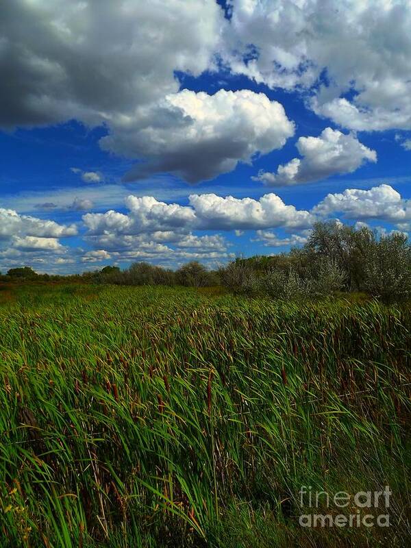 Nucla Mesa Art Print featuring the digital art Wind in the cattails by Annie Gibbons